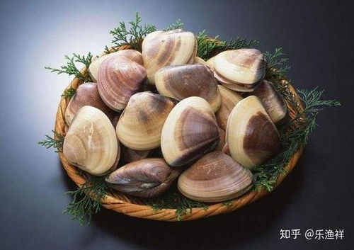 山东一景区专门撒蛤蜊给游客挖
